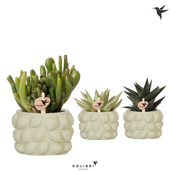 <h4>Kolibri Greens Succulenten mix in Citrus pot green</h4>