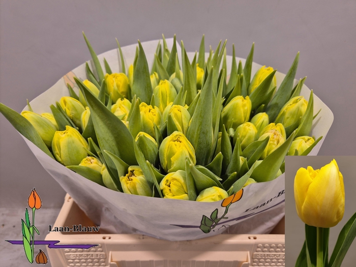 <h4>TU DU MARIE JO</h4>