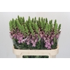 Antirrhinum Potomac Lavender