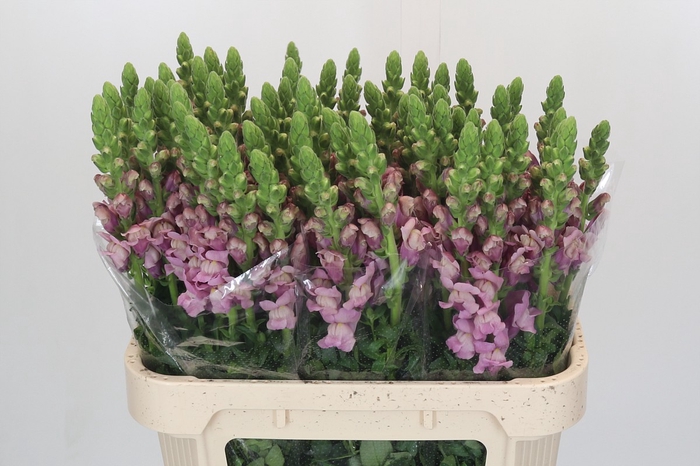 Antirrhinum Potomac Lavender