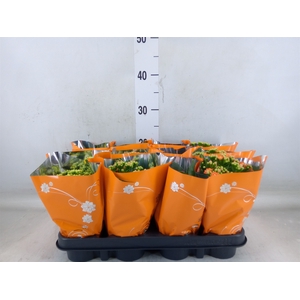 Kalanchoe blos.   ..rosebud mix