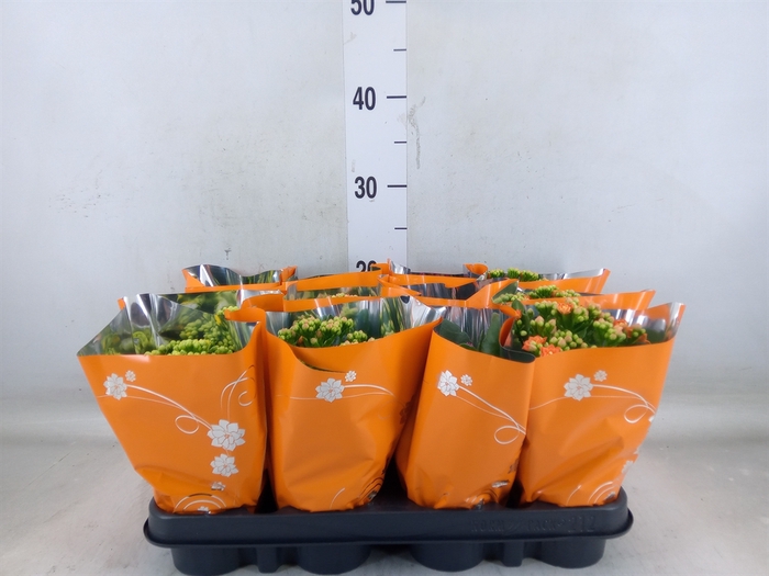 <h4>Kalanchoe blos.   ..rosebud mix</h4>