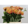 Dahlia Hapet Harmony
