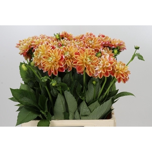 Dahlia Hapet Harmony