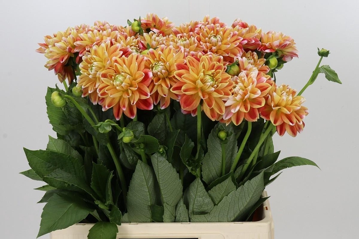 <h4>Dahlia Hapet Harmony</h4>