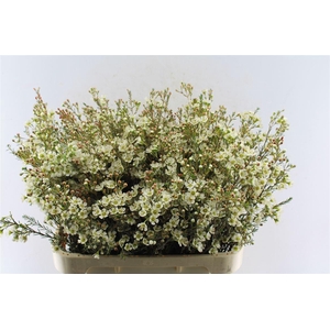 Chamelaucium Sirius White