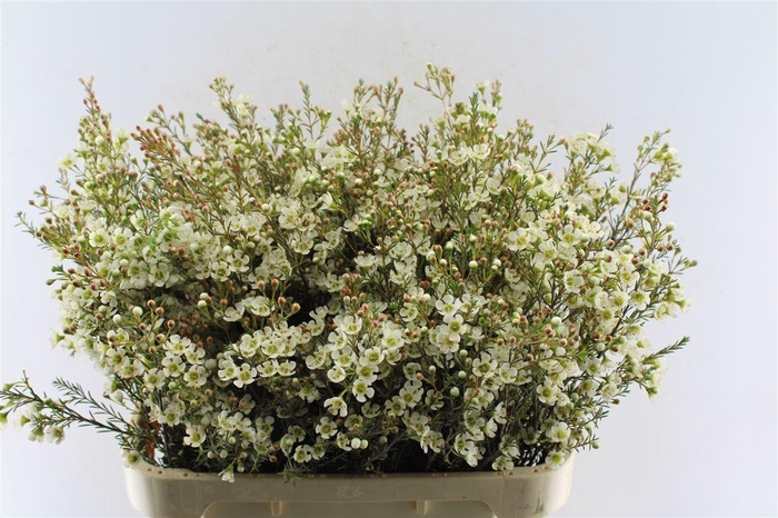 <h4>Chamelaucium Sirius White</h4>