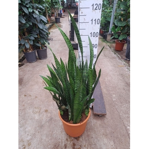 Sansevieria zeylanica