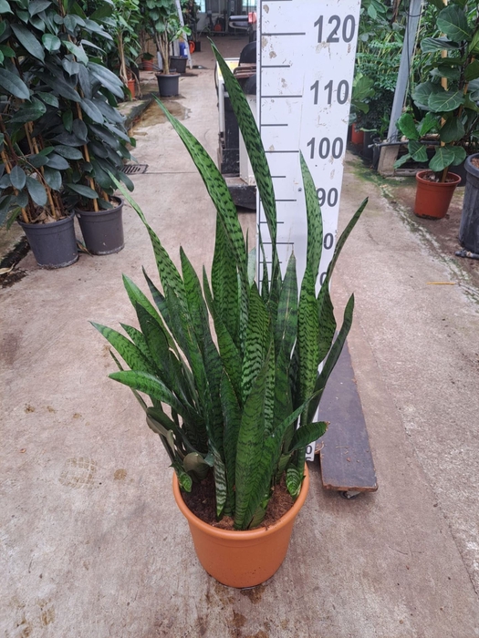 <h4>Sansevieria zeylanica</h4>