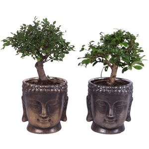 Bonsai Indoor Mix Ø12cm Ball Shape in Ceramic Buddha G/S Ø15cm