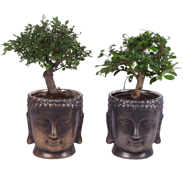 <h4>Bonsai Indoor Mix Ø12cm Ball Shape in Ceramic Buddha G/S Ø15cm</h4>