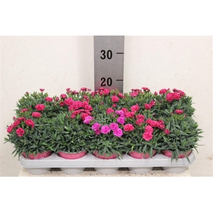 Dianthus caryophyllus 'Peman Fancy Cerise'
