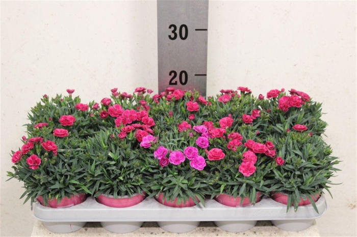 <h4>Dianthus caryophyllus 'Peman Fancy Cerise'</h4>