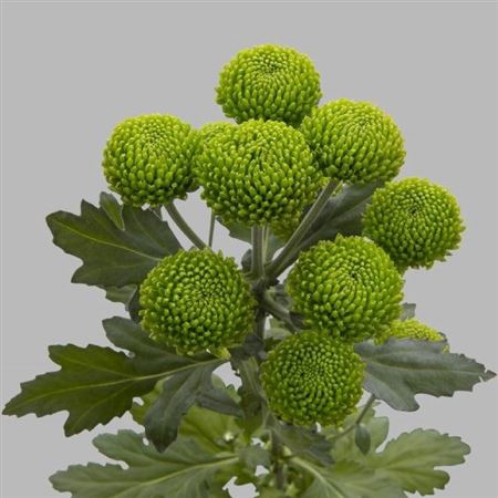 <h4>Chrysanthemum (Indicum Grp) grappe Deligreen</h4>