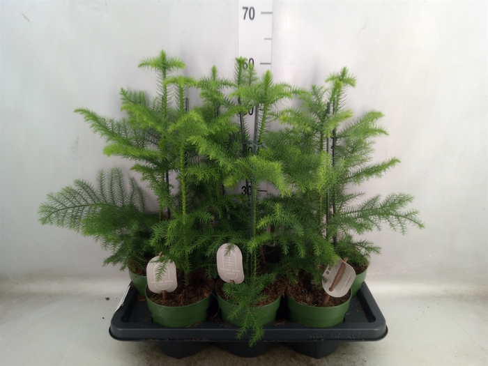 <h4>Araucaria heterophylla</h4>