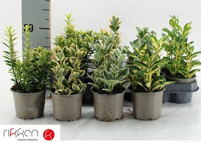 <h4>EUONYMUS JAP GEM</h4>