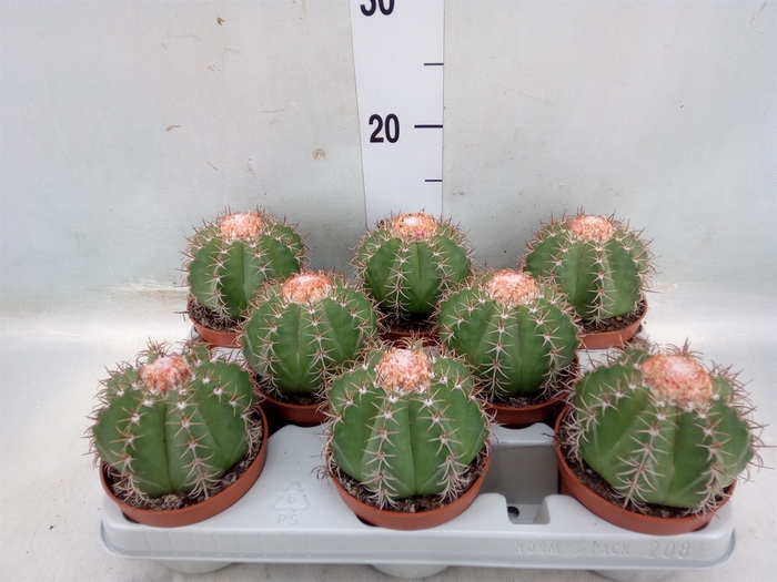 <h4>Melocactus matanzanus</h4>