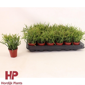 Rhipsalis pulchra 5,5cm