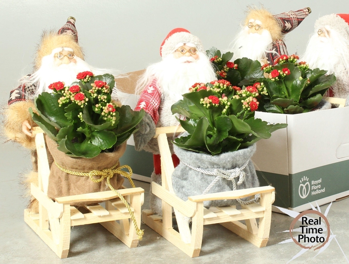 <h4>ARR KAMERPLANTEN H%</h4>