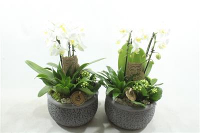 <h4>8518 PHALEANOP KER GREY</h4>