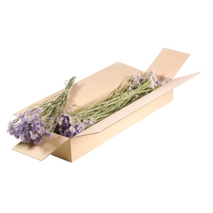 Statice Sinuata Sb Natural Lilac