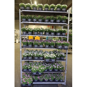 arr8 Pel Gr Mixk 1 Klr Per Tray