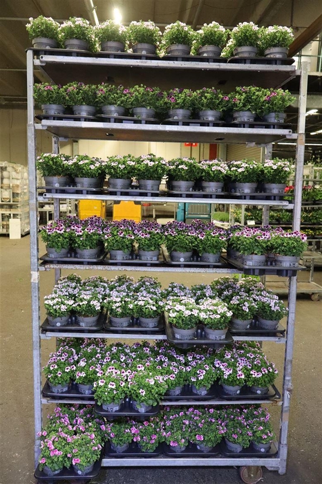 <h4>arr8 Pel Gr Mixk 1 Klr Per Tray</h4>