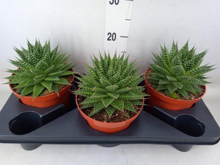<h4>Gasteria</h4>