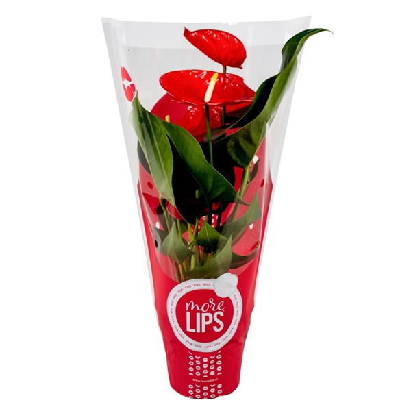 <h4>MoreLIPS® Anthurium Minnesota in ShowHoes</h4>