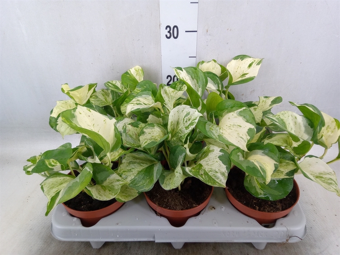 <h4>Epipremnum   ...</h4>