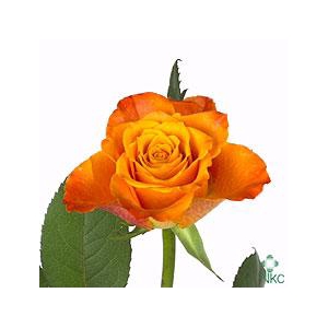 Rosa large mariyo!