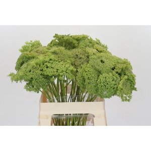Ammi Visnaga Green Mist