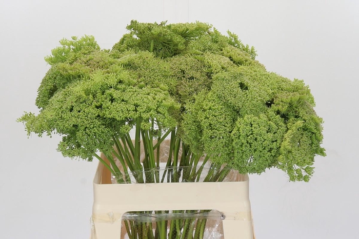 <h4>Ammi Visnaga Green Mist</h4>