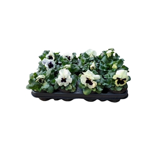 VIO WI EVO WHIT BLOT