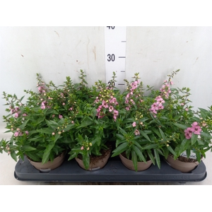 Angelonia  'Serena Purple'