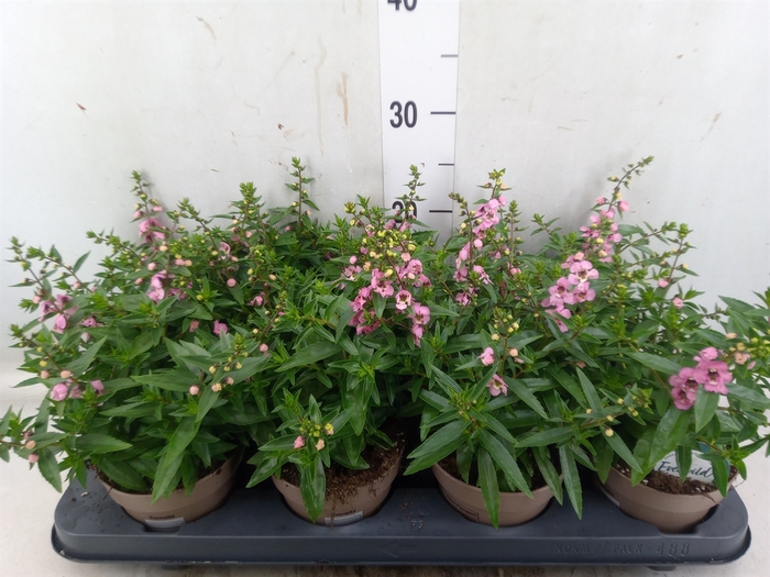 <h4>Angelonia  'Serena Purple'</h4>