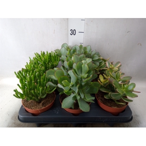 Crassula   ...mix