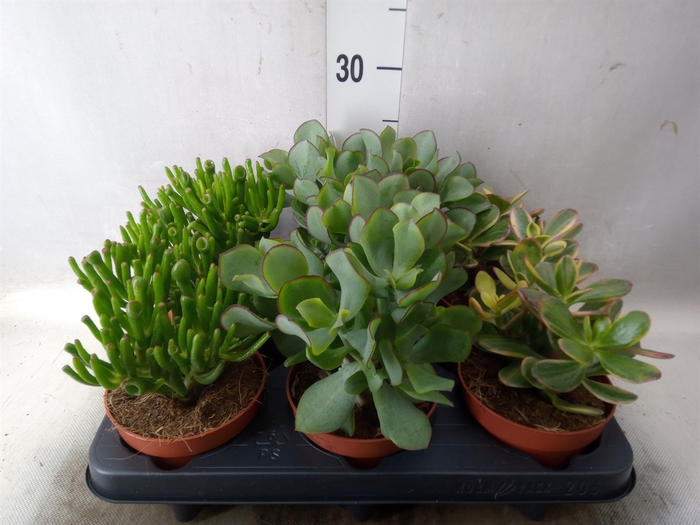 <h4>Crassula   ...mix</h4>