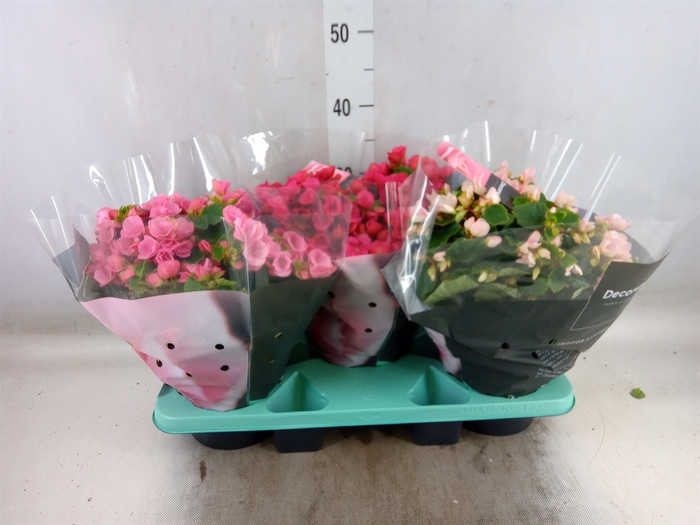 <h4>Begonia elat. EN 'Betulia' ..mix</h4>