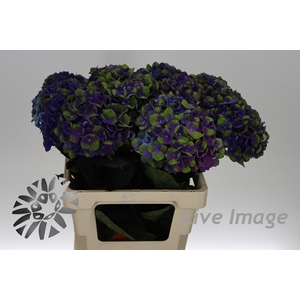 Hydrangea mag charlotte blue