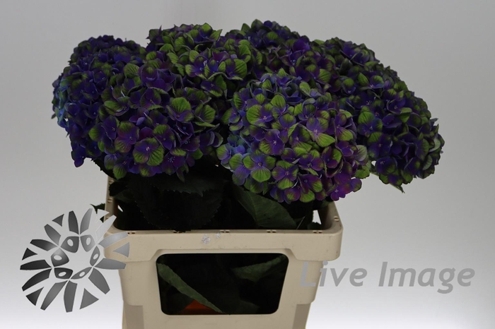 <h4>Hydrangea mag charlotte blue</h4>