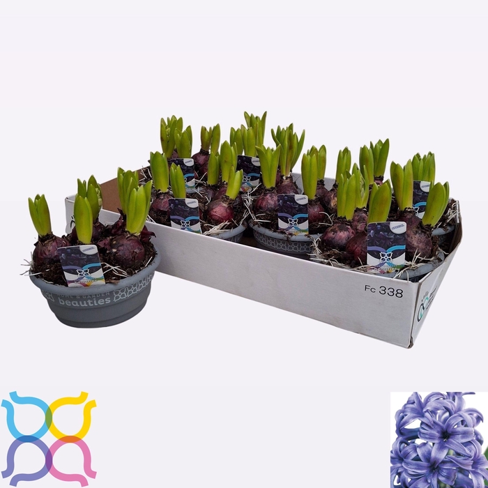 <h4>HYACIN BLUE PEARL</h4>