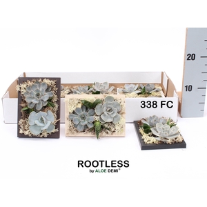 ARR SUCCULENTEN