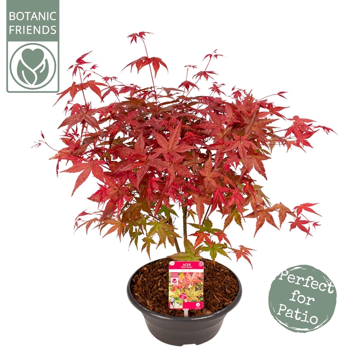 <h4>Acer palm. 'Beni-maiko'</h4>