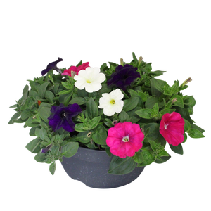 Schaal 26 Mix 14 Petunia Trio