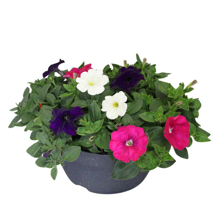 <h4>Schaal 26 Mix 14 Petunia Trio</h4>