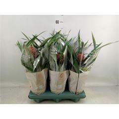 <h4>Ananas  'Rosita'</h4>