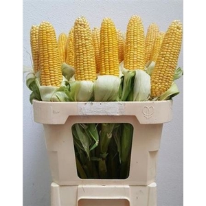 Zea Mays Tak