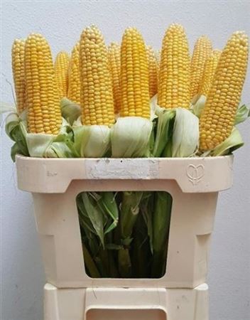 <h4>Zea Mays Tak</h4>