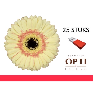 GE GR CARTIZZE-Doosx25